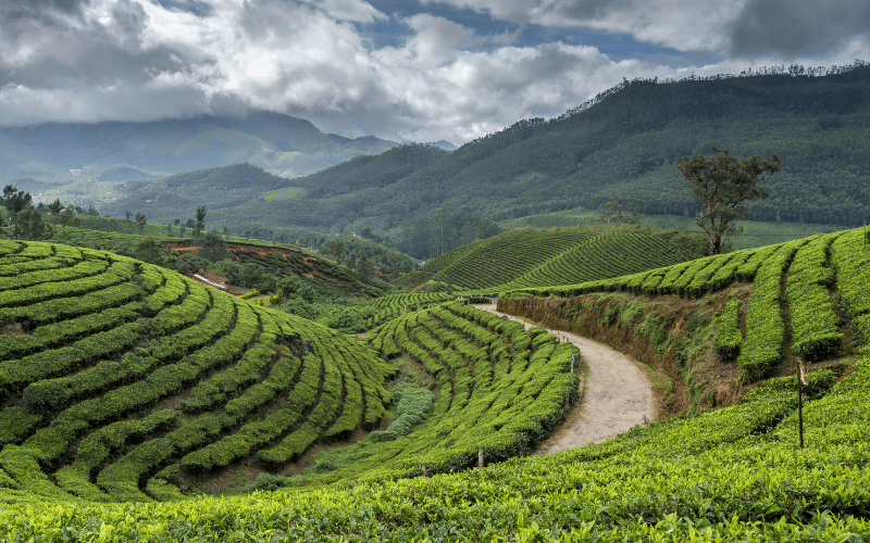 Munnar