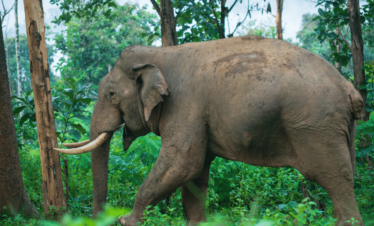 Wayanad